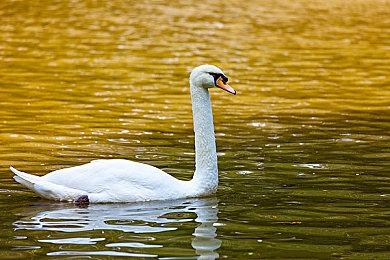 《纸嫁衣6千秋魇》PC发售日预告 12月20日发售