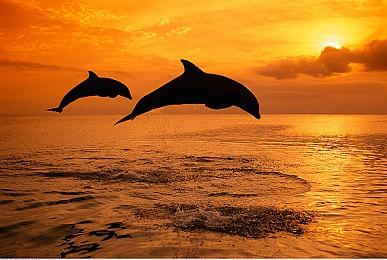 报道称谷歌曾试图拉拢腾讯掌控Epic 逐出现任CEO