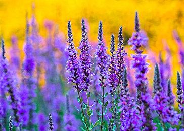 国产生存RTS《异星前哨》正式公布发售日，测试资格马上领